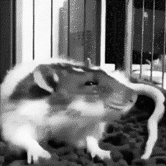 rat